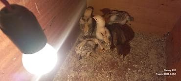 qara toyuq: Toyuq cücələri, Damazlıq — 8