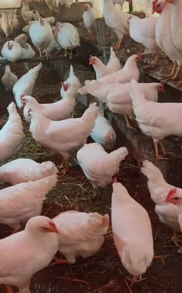 домики для кошек: Liqorin mayalı yumurtaları — 2