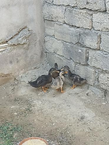 lal ordek balası: BELƏSİ YOXDU O QİYMƏTƏ - Yaş: təxminən 1–2 aylıq ördək balaları - — 4