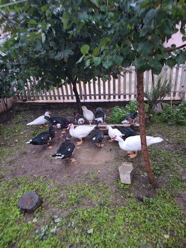 sudduk inəklər: Musk ördəkləri – müxtəlif rənglərdə (ağ, qara-ağ, qəhvəyi ləkəli). - — 3