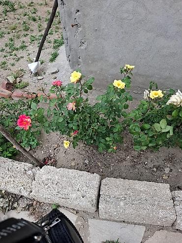 şuvelanda kiraye evler: 4 otaqli heyet evidir oz evimdir her bir seraiti var orta temirlidir — 9