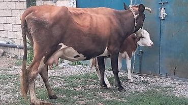 jersey inək: İkinci qarına doğub yanında süni mayalanmadan olan erkək balası ilə — 6