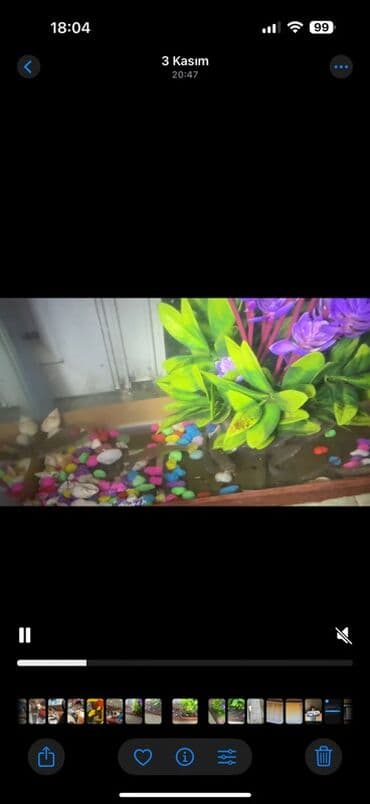 qoyun satılır: Kütüm balıqlar yerim valaca oldugu üçün satoram 18-17 edəddir təcili — 9