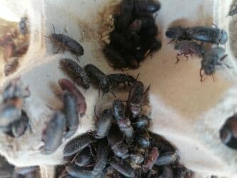 рынок животных в баку: Un qurdu bocəyi — 3