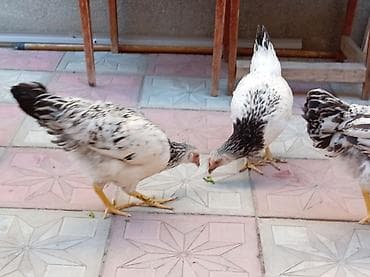 kend toyuqlari: Toyuq, Damazlıq, Ünvandan götürmə — 9