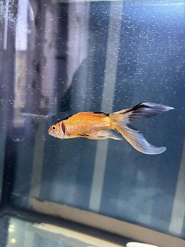 Salam. Satılır. Akvarium fabrik istehsalıdır. 80lt - dir. Filter 950F — 9