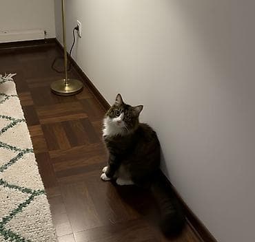 heyvan: Erkək, Yaxşı əllərə — 2