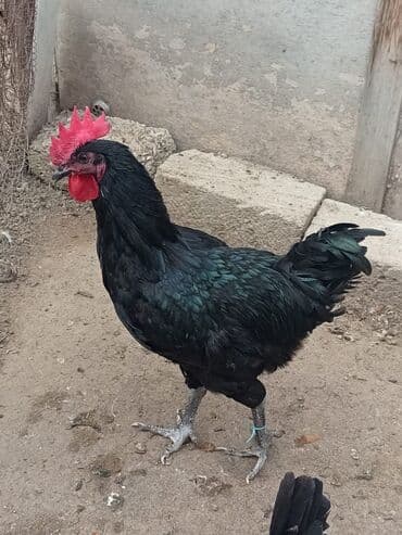 cuceye verilen adlar: Toyuq, Australorp, Damazlıq — 3