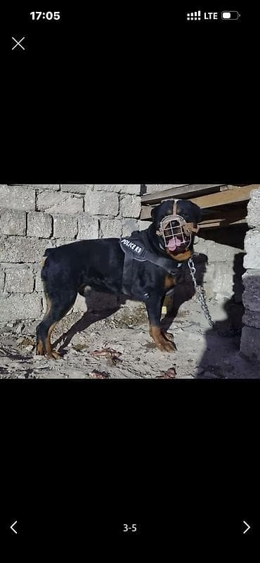 Rotfeller 1 yas 6 ayliq satilir, komandalari bilir sosiallasmis itdir lalafo.az -da Rotfeller 1 yas 6 ayliq satilir, komandalari bilir sosiallasmis itdir