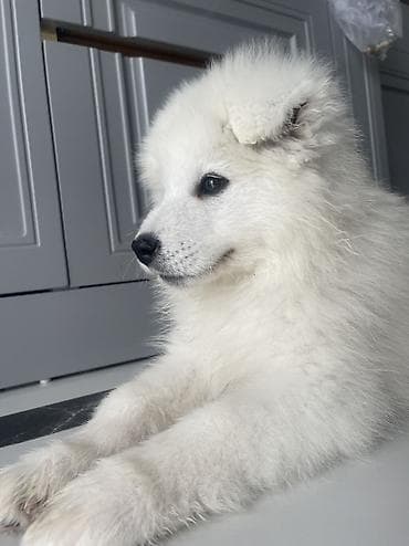 İtlər: Samoyed, Pulsuz çatdırılma — 8