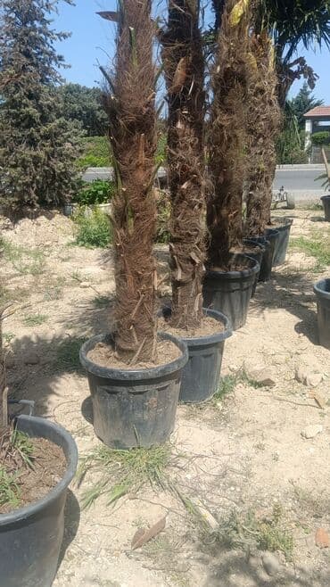 adəm ağacı: Dekarativ agaclarin satisi — 2