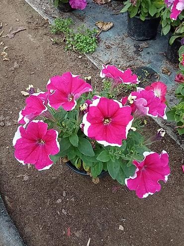 tulpan sekilleri: Petuniya (Petunia) qablarda – müxtəlif rənglər - Rəng çeşidləri: tünd — 2