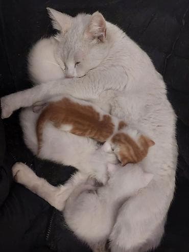 tuklu pisikler: Yaxşı əllərə — 1