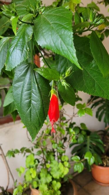 куплю комнатные растения: Cox gozel bir guldu alan ozu gorecey inwAllah — 3