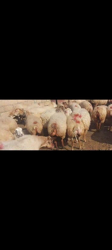 bakida cins ineklerin satisi: Satlır — 14