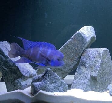 Tanganika. Baliq. Рыба. Salam aleykum herkese. Frantoza mpimbve (blue) lalafo.az -da Tanganika. Baliq. Рыба. Salam aleykum herkese. Frantoza mpimbve (blue)