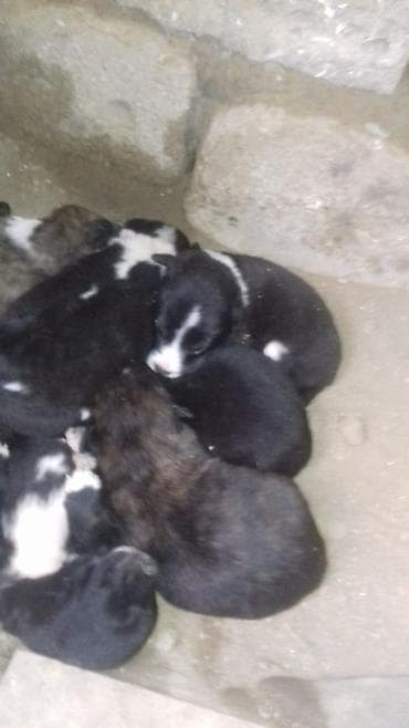 Zvonok lalafo.az -da Zvonok