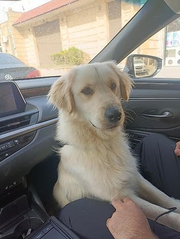 afcarka qara: Retriever, 8 ay, Erkek, Peyvəndli, Ünvandan götürmə — 3