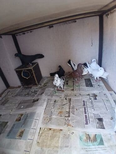 cütleşdirme: Məhsul: Ev göyərçinləri (bir neçə rəngdə və növdə) Təsvir: - — 2