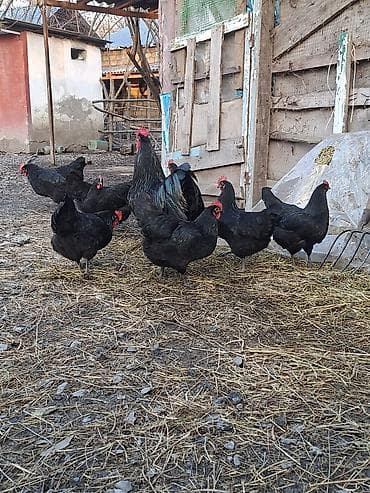 heyrati yumurtasi satilir: Avstralorp yumurtasi satilir 45 eded var.qiymet 1 azn unvan — 3