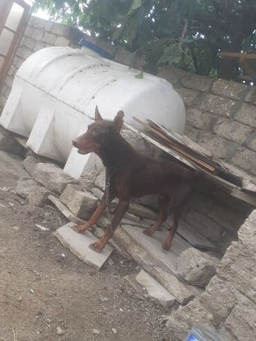 доберман купить: Doberman, 2 ay, Erkek, Ünvandan götürmə — 1