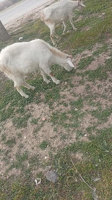 Gəmiricilər: Salam 5 disi dir 1 erkey sanen 4 bala — 5