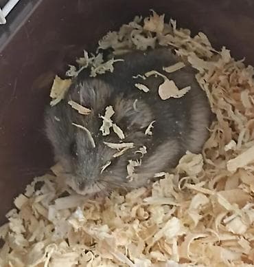 aksolotl satışı: 1 aylıq erkək cunqarik satılır. Kiçik məkanlara uyğun, sakit, baxımlı — 3