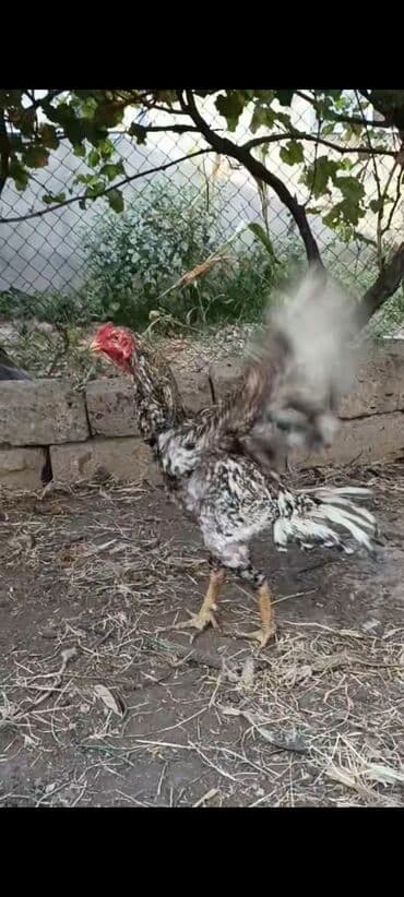 liqorin toyuqlar: 14 aylıq tam sağlam döyüşə yararlı iki dəfə döyüşmüş heyvan satılır — 1