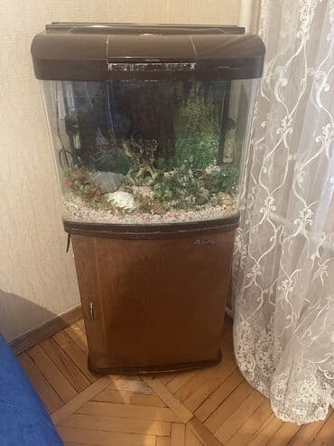 продажа аквариумных рыбок: Akvarium satılır — 1