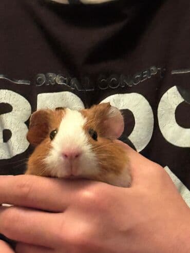 cuce qefes: Şirin ev heyvanı – Gvineya donuzu (qızılı-ağ rəng) - Növ: Qısa tüklü — 2