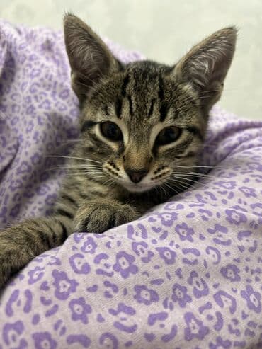 pişik balaları: Tabbi, Yaxşı əllərə — 2