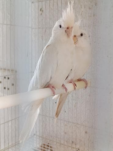 lalafo quşlar: Növ: Ay rengi Karella quşu dişi. Say: 1 eded Xüsusiyyətlər: - Uzun — 2