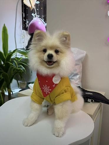 itlerin satiwi: Şpitz, 6 ay, Dişi, Peyvəndli, Ünvandan götürmə, Ödənişli çatdırılma, Rayonlara çatdırılma — 1