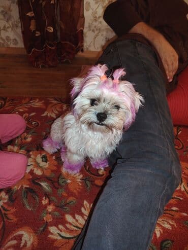 Heyvanlar üçün dərmanlar: Məhsul: Kiçik ölçülü dekorativ it sitsu Təsvir: 10aylıq qiz — 4