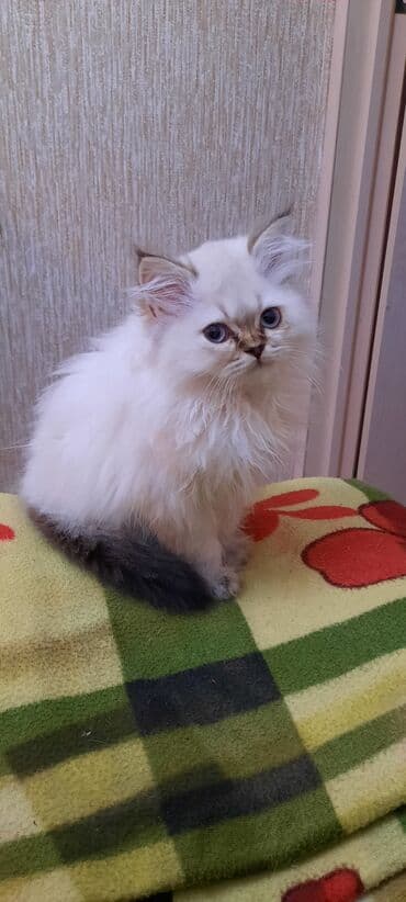 Зоотовары: Шиншилла, Самец, В добрые руки, Самовывоз — 4