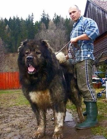 sahibləndirilir it: Qafqaz çoban iti, 3 il, Erkek, Peyvəndli — 4