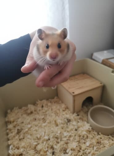 купить хомяка в баку: Hamster (Suriya/long‑haired tipinə bənzər) - Rəng: açıq qəhvəyi–ağ — 2