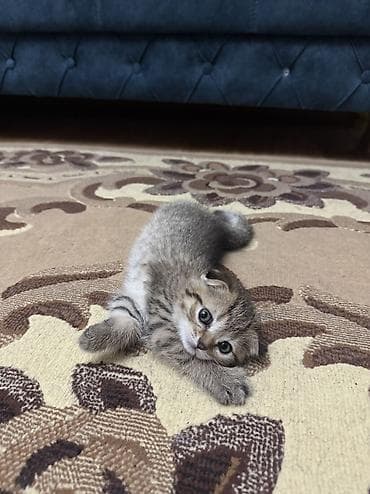 ev piwiyi: Şinşilla, Erkək, Dişi, Yaxşı əllərə, Ünvandan götürmə — 9
