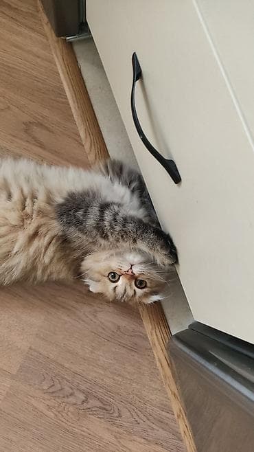 pisik sekilleri: Qızıl şinşilla, Dişi, Yaxşı əllərə, Ünvandan götürmə — 2