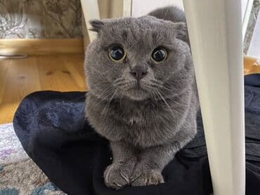 pişik dişi: Şotland, Dişi — 1