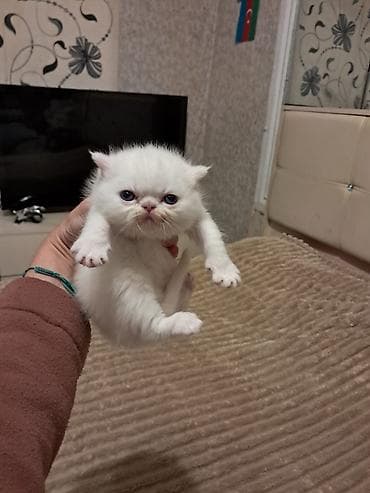 Akvariumlar: Fars — 8