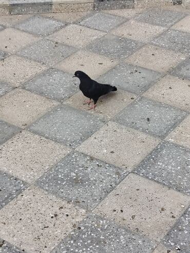 göyercin yuvası: Məhsul: Bəzək və uçuş üçün göyərçinlər Təsvir:salam. 4 eded goyercin — 5