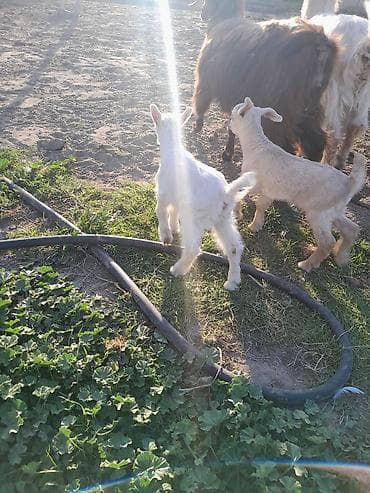 keci satisi: Dişi, Zanen, il: 1, 40 kq, Südlük, Ünvandan götürmə — 10