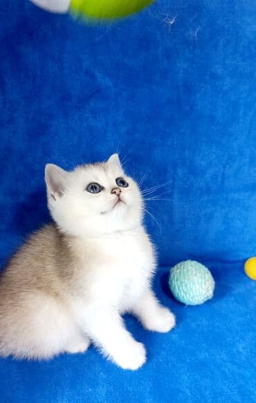 Птицы: Британская, Самка, В добрые руки, Самовывоз — 8