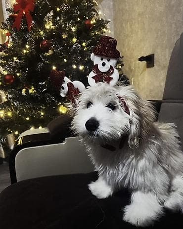 gözəl it adları: Balaca, ağ-krem rəngli, uzun tüklü dekorativ it. Fotoşəkillərdə: - — 2