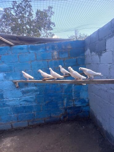 meymun satişi: Ağ göyərçinlər – dekorativ və uçuş üçün - Rəng: tam ağ - Növ: ev — 2