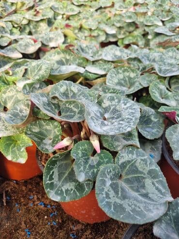 qızıl gül buketi: Gullerin satişi — 6