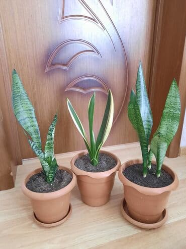 toxuma guller: Sansevieria gülü — 1