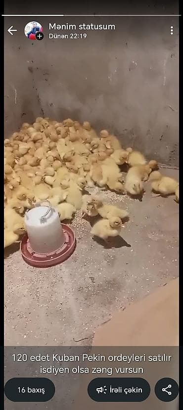 bala meymun: Məhsul: Kuban Pekin ördək balaları - Sayı: 120 ədəd - Cins: Kuban — 1