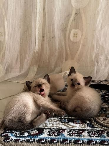 siam pisiyi haqqinda: Siam — 7